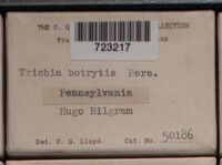 Trichia botrytis var. botrytis image